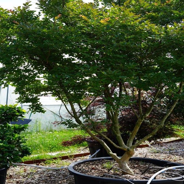 Lagerstroemia (Lagerstroemia indica) - Droomplanten