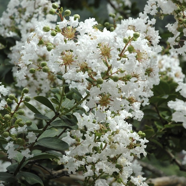 Lagerstroemia wit (Lagerstroemia indica)