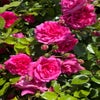 Klimroos (Rosa 'Laguna') (BIO)
