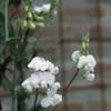 Pronkerwt (Lathyrus latifolius 'White Pearl')