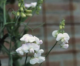 Pronkerwt (Lathyrus latifolius 'White Pearl')