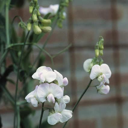 Pronkerwt (Lathyrus latifolius 'White Pearl')