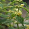Gele dovenetel (Lamiastrum galeobdolon) BIO