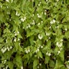 Dovenetel (Lamium album)