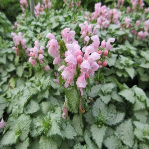 Dovenetel (Lamium maculatum 'Pink Pewter')