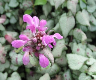 Dovenetel (Lamium maculatum 'Beacon Silver')