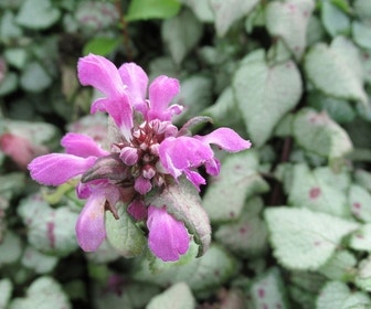 Dovenetel (Lamium maculatum 'Beacon Silver')