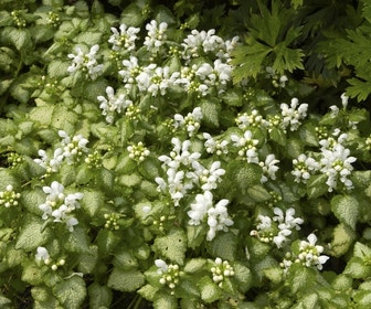 Dovenetel (Lamium maculatum 'White Nancy')