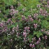 Dovenetel (Lamium maculatum 'Roseum')