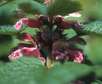 Dovenetel (Lamium orvala)