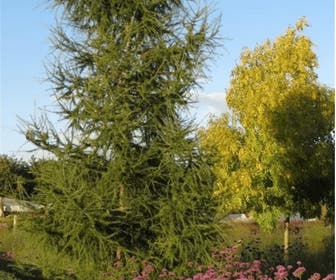 Lariks als boom (Larix kaempferi)