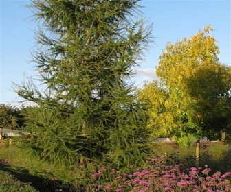 Larix als boom (Larix kaempf. 'Stiff Weeping' F)