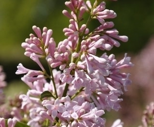 Sering (Syringa Villosae 'lark song')