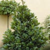 Echte laurier (Laurus nobilis)