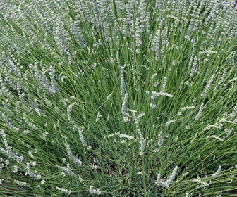 Witte Lavendel (Lavandula angustifolia 'Alba')