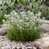 Lavendel (Lavandula angustifolia 'Arctic Snow')