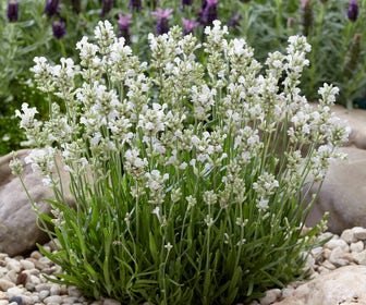 Lavendel (Lavandula angustifolia 'Arctic Snow')