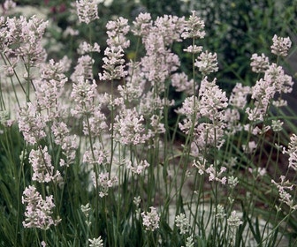 Roze Lavendel (Lavandula angustifolia 'Rosea')
