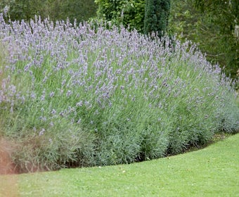Lavendel Grosso (Lavandula intermedia 'Grosso')