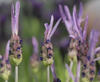 Vlinderlavendel (Lavandula stoechas pedunculata)