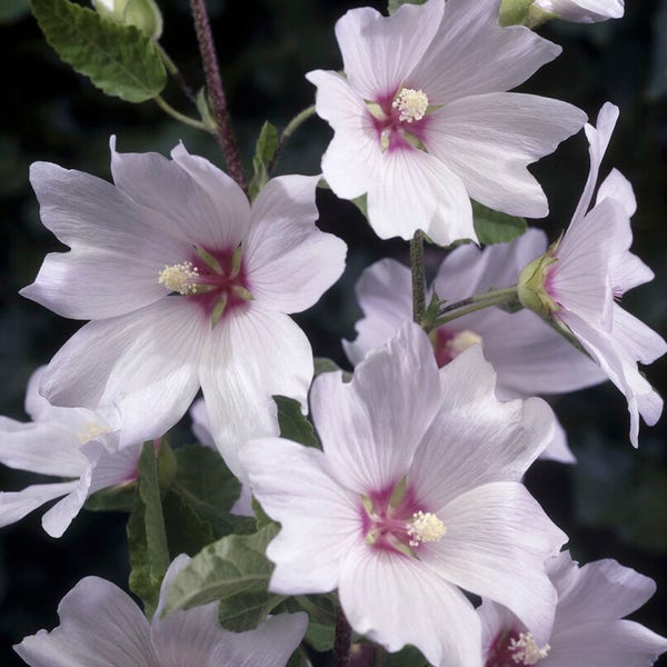 Struikmalva (Lavatera 'Barnsley Baby')
