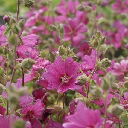 Struikmalva (Lavatera 'Burgundy Wine')