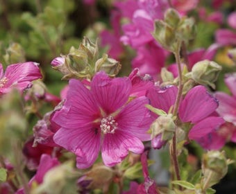 Struikmalva (Lavatera 'Burgundy Wine')