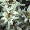 Edelweiss (Leontopodium alpinum)