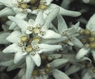 Edelweiss (Leontopodium alpinum)