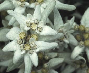 Edelweiss (Leontopodium alpinum)