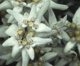 Edelweiss (Leontopodium alpinum) BIO