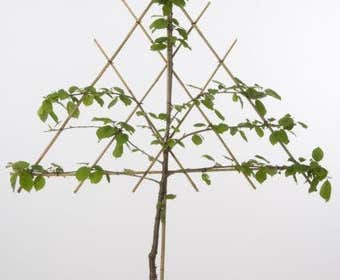 Lei-Kers (Prunus avium 'Meikers')