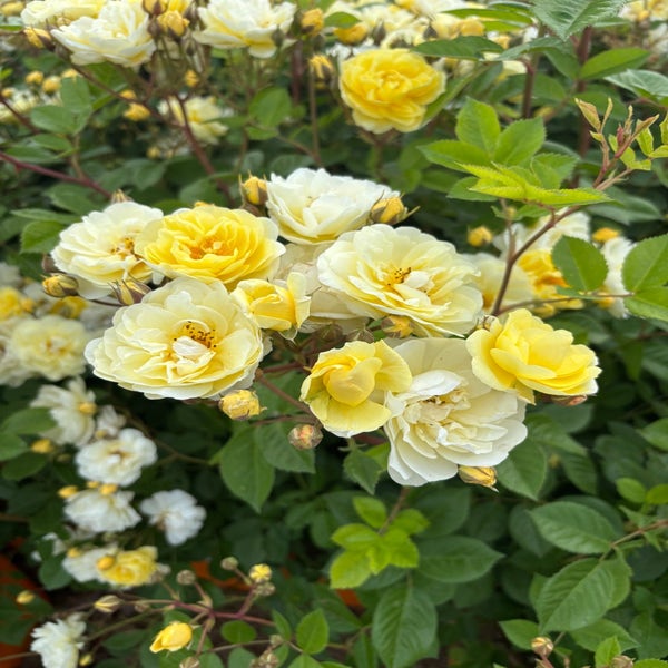 Trosroos (Rosa 'Limona') (BIO)