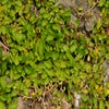 Koperknoopje (Leptinella dioica)