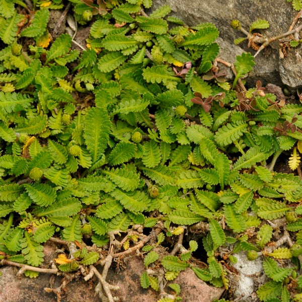 Koperknoopje (Leptinella dioica)
