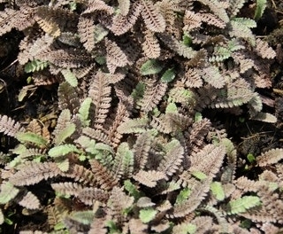 Koperknoopje (Leptinella squalida 'Platt's Black')