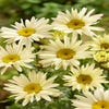 Herfstmagriet (Leucanthemum 'Banana Cream')