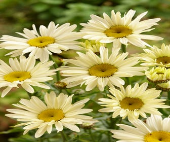 Herfstmagriet (Leucanthemum 'Banana Cream')