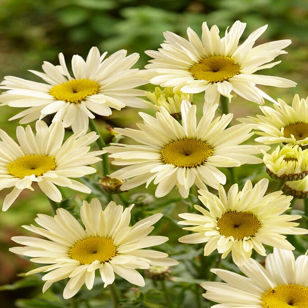 Herfstmagriet (Leucanthemum 'Banana Cream')