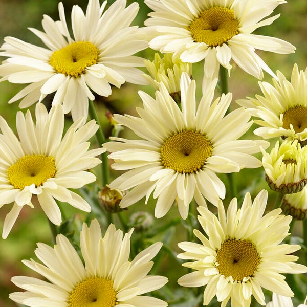 Herfstmagriet (Leucanthemum 'Banana Cream')