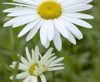 Herfstmagriet (Leucanthemum 'Becky')