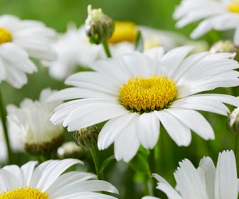Herfstmargriet (Leucanthemum 'Snow Lady')