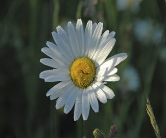 Herfstmargriet (Leucanthemum vulgare) BIO