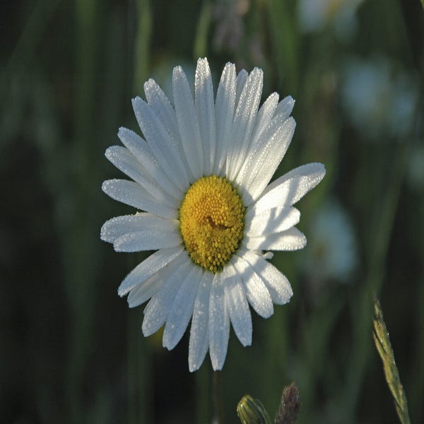Herfstmargriet (Leucanthemum vulgare) BIO
