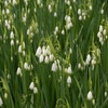 Zomerklokje (Leucojum aestivum 'Gravetye Giant')