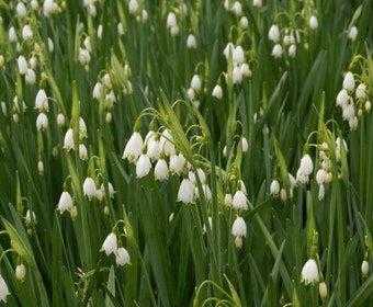Zomerklokje (Leucojum aestivum 'Gravetye Giant')