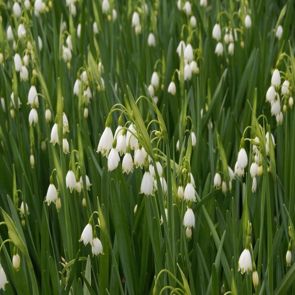 Leucojum aestivum 'Gravetye Giant' (Zomerklokje)