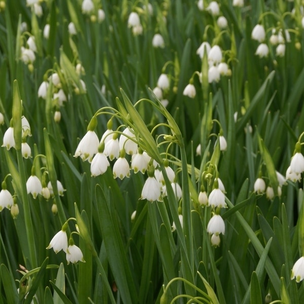 Leucojum aestivum 'Gravetye Giant' (Zomerklokje)