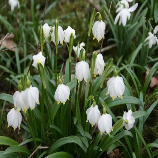 leucojum_vernum.jpg.jpg?optimize=medium&fit=crop&height=600&width=600
