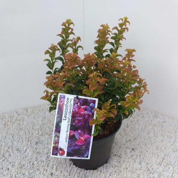Druifheide (Leucothoe axillaris 'Twisting Red')